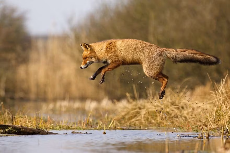 Có nhiều định kiến không tốt về loài cáo, nào là gian manh, xảo quyệt, không đáng tin nhưng thực sự chúng là loài động vật rất thông minh, biết người biết ta. (Nguồn Bored Panda)