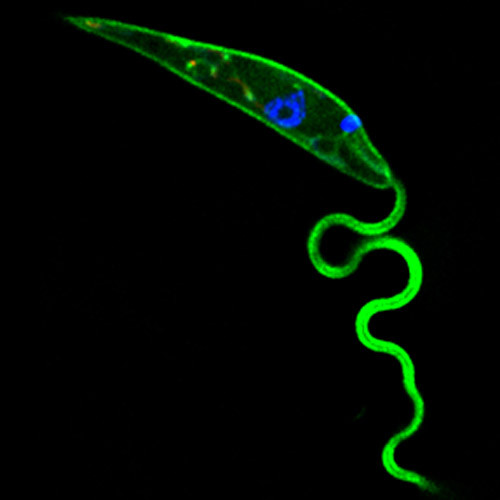 Có nhiều loại Leishmaniasis, trong đó có 3 loại chính đó là Leishmaniasis ở da, Leishmaniasis ở niêm mạc và Leishmaniasis tấn công nội tạng. Trong đó phổ biến nhất là Leishmaniasis ở da gây lở loét nghiêm trọng và Leishmaniasis nội tạng phá hủy lá lách, gan, tủy xương.