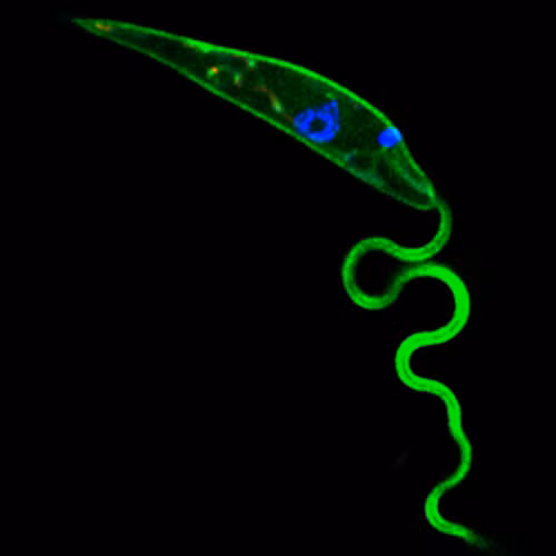 Có nhiều loại Leishmaniasis, trong đó có 3 loại chính đó là Leishmaniasis ở da, Leishmaniasis ở niêm mạc và Leishmaniasis tấn công nội tạng. Trong đó phổ biến nhất là Leishmaniasis ở da gây lở loét nghiêm trọng và Leishmaniasis nội tạng phá hủy lá lách, gan, tủy xương.