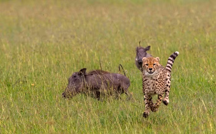 Khi thấy đã dọa được báo đốm, lợn rừng quay đầu lại, chạy về phía con lợn rừng bé hơn để bảo vệ và dẫn nó đến khu vực khác an toàn. (Nguồn Africa Geographic)