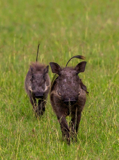 Non kinh nghiệm nên báo đốm con không hiểu được sự nguy hiểm của lợn rừng, nó khá chủ quan và không lường trước được sự phản công mạnh mẽ của lợn rừng bị chọc giận. (Nguồn Africa Geographic)