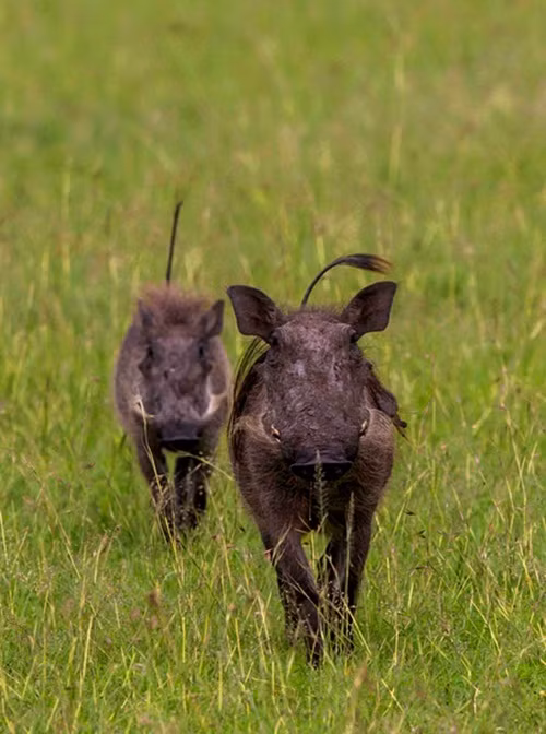 Non kinh nghiệm nên báo đốm con không hiểu được sự nguy hiểm của lợn rừng, nó khá chủ quan và không lường trước được sự phản công mạnh mẽ của lợn rừng bị chọc giận. (Nguồn Africa Geographic)