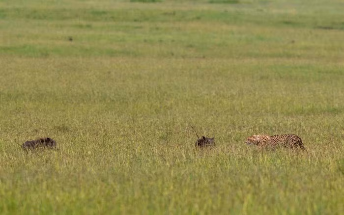 Phát hiện thấy sự xuất hiện của hai con lợn rừng, một con báo đốm con đã tiến hành tập kích. (Nguồn Africa Geographic)