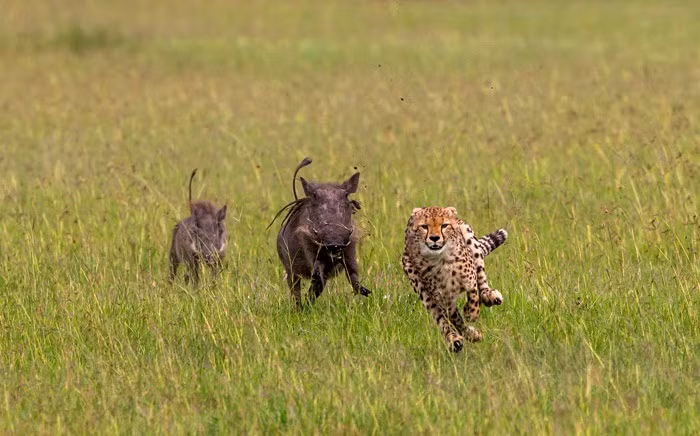Bắt được thóp của báo đốm con đi săn tập sự, lợn rừng đuổi giết báo đốm, khiến báo đốm hoảng hồn, chạy như bay về phía mẹ và những người anh em của mình. (Nguồn Africa Geographic)