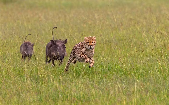 Mới đầu, có vẻ như báo đốm con đi săn chiếm ưu thế khi hai con lợn rừng hoảng sợ bỏ chạy trước sự xuất hiện của mãnh thú ăn thịt. Mặc dù vậy, chỉ ít phút sau, tình thế đảo ngược khi lợn rừng ranh mãnh phát hiện mãnh thú trước mắt chỉ là một con báo con non kinh nghiệm. (Nguồn Africa Geographic)