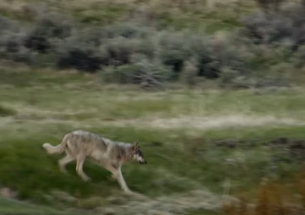 Nhưng nghé con không ngờ, trước khi mẹ nó kịp phát hiện, tìm thấy nó thì một vị khách không mời đã tới, nhắm trúng nghé con lạc mẹ làm con mồi. (Nguồn Maxanimal)