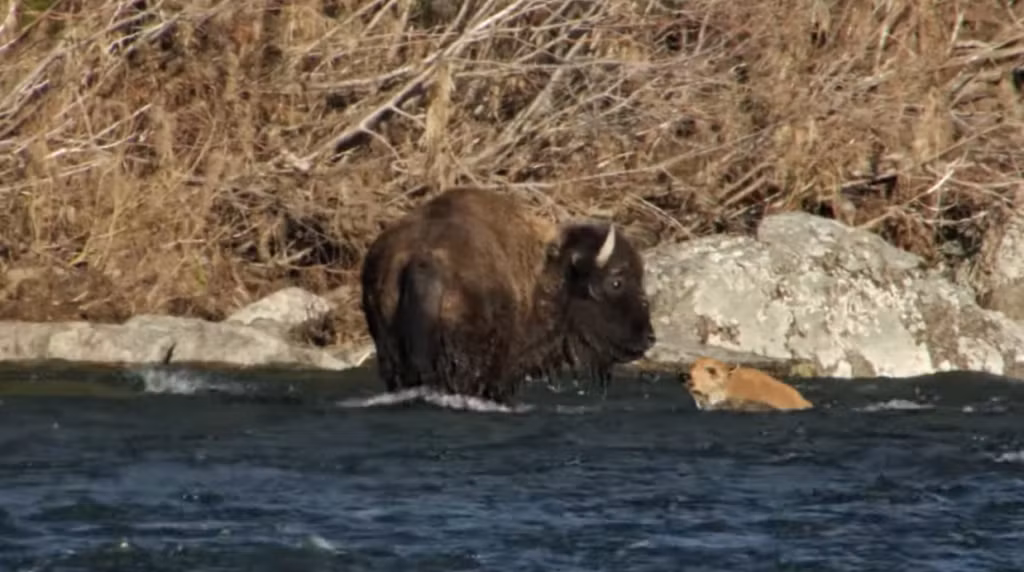 Trong khi vượt sông, trâu mẹ đã sơ ý để nghé con tội nghiệp bị dòng nước siết cuốn trôi. (Nguồn Maxanimal)