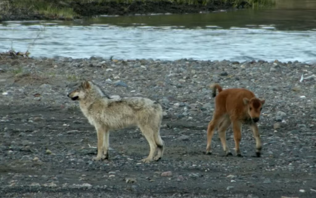 Tưởng như số phận của nghé con sẽ chấm dứt vào ngày hôm nay khi không có một tia hi vọng nào cho con vật nhỏ lạc mẹ thì kỳ tích xuất hiện. Con sói nhanh tai, tinh mắt đang chuẩn bị cắn vào cổ của nghé con, kết thúc mạng sống của con mồi thì đột nhiên nó dừng lại, rời bỏ con mồi và nghe ngóng. (Nguồn Maxanimal)