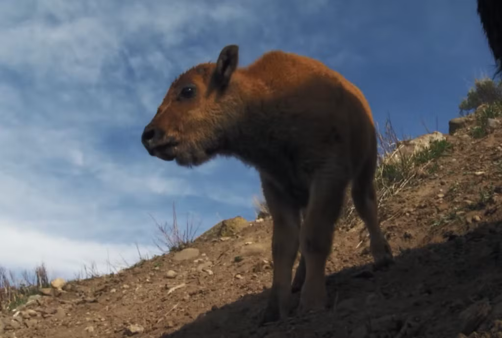 Trong thiên nhiên hoang dã luôn có những khoảnh khắc ngoạn mục xảy ra, khiến những người có cơ hội chứng kiến không thể tin vào mắt mình. Cảnh tượng một con nghé con bị sói hoang quây giết nhưng thoát chết ngoạn mục gây được ấn tượng mạnh đối với người xem. (Nguồn Maxanimal)