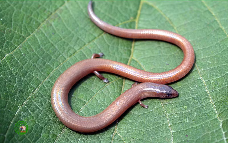 Nó gây ấn tượng bởi vẻ ngoài giống hệt loài rắn, ngay cả ở cách trườn, bò cũng giống hệt loài bò sát khiến nhiều người ghê sợ nhất thế giới. Chính vì ngoại hình không hề giống thằn lằn một chút nào của thằn lằn chân ngắn, nó còn được gọi là rắn có chân hay rắn bốn chân.