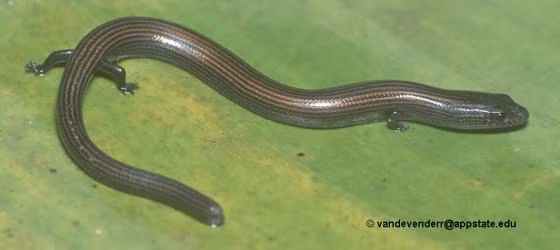 Chân của loài thằn lằn độc dị ở Việt Nam này mọc ra chỉ để làm cảnh, có vẻ là sai lầm của tạo hóa khi cả bốn chiếc chân của nó đều rất yếu, không đủ sức nâng đỡ cơ thể vừa dài vừa nặng của chúng. Vì vậy, thằn lằn chân ngắn trườn nhanh hơn bước, trông giống hệt cách di chuyển của loài rắn.