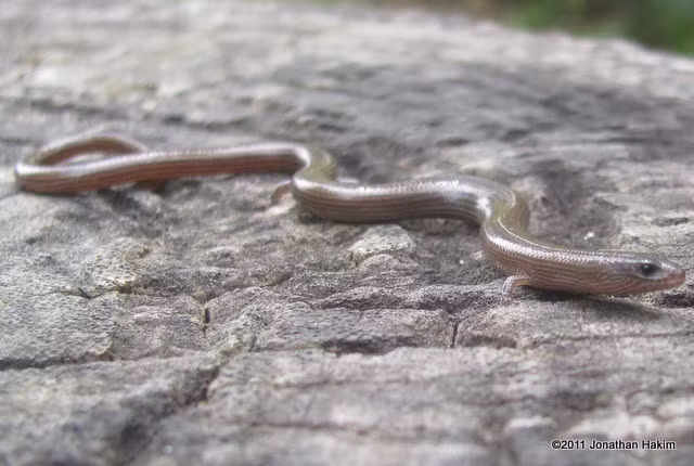 Ngoài ngoại hình và cách di chuyển gây ác mộng thì thằn lằn chân ngắn hoàn toàn không có bất cứ cơ sở nào để đe dọa con người. Chúng không có nọc độc, răng không đủ gây tổn thương cho con người, chân siêu yếu không thể cào xước da người, không có kỹ năng cuốn, siết.