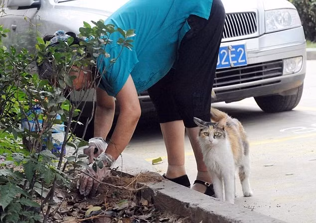 Không nhận được sự đồng ý, bà Dương quyết định dựng tạm một nơi trú ẩn nhỏ cho ba mẹ con nhà mèo, mong rằng chúng sẽ qua được thời kỳ khó khăn này, tránh được mưa gió. Tuy nhiên, chính bà cũng không ngờ được, chỉ vài tiếng sau, hai con mèo con bị giết hại dã man. (Nguồn Sina)