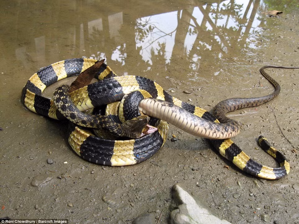 Thường thì những cuộc chiến tranh giành bạn tình chỉ diễn ra trong nội bộ loài. Những con đực cùng loài sẽ chiến đấu để giành quyền giao phối với rắn cái. (Nguồn Sina)