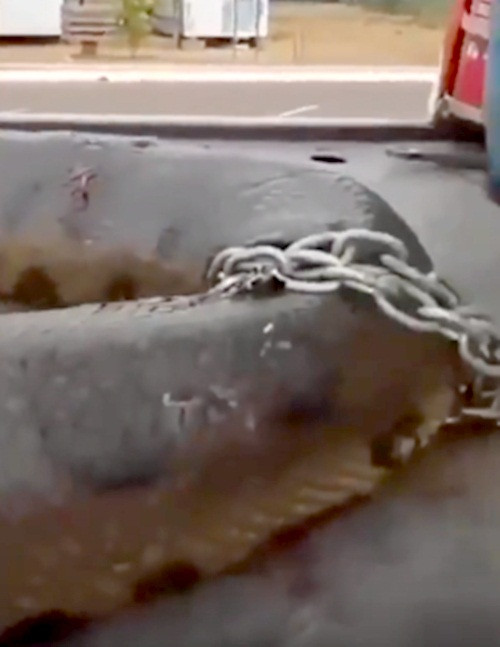 Cận cảnh chiếc xích sắt cuốn vài vòng quanh thân gần phần đuôi của con trăn khổng lồ. Nhiều người đoán rằng con trăn đã sống hàng trăm năm, thành tinh, vô cùng lão luyện. Nếu không có thuốc nổ làm bị thương và kinh động, nó sẽ không bao giờ để con người phát hiện và làm phiền mình.