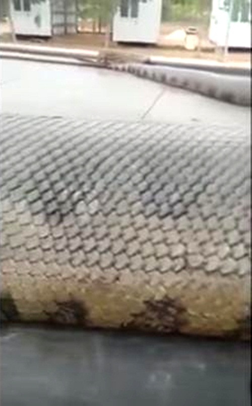 Lực siết của khối cơ thể khổng lồ này chắc chắn sẽ nghiền vụn mọi bộ xương cứng nhất trên đời.