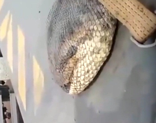 Người ra phải dùng xích sắt loại to nhất và những dây cột chuyên dùng vận chuyển vật liệu nặng để khống chế con trăn khổng lồ này.