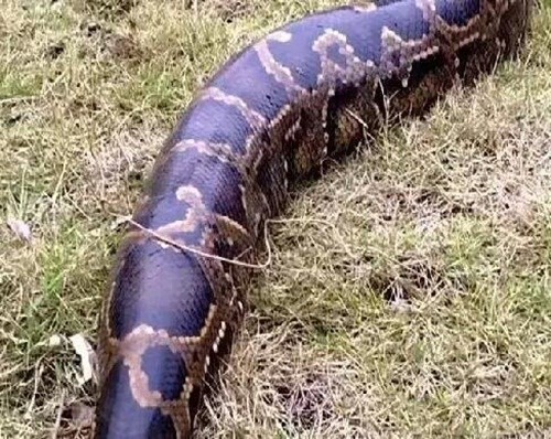 Theo chuyên gia này, con trăn đã có khoảng 100 tuổi, vô số con vật trong vùng đã phải làm thức ăn cho nó. Là động vật quý hiếm, mặc dù bị con người khống chế nhưng sau đó nó được thả về thiên nhiên hoang dã ở khu vực xa dân cư.