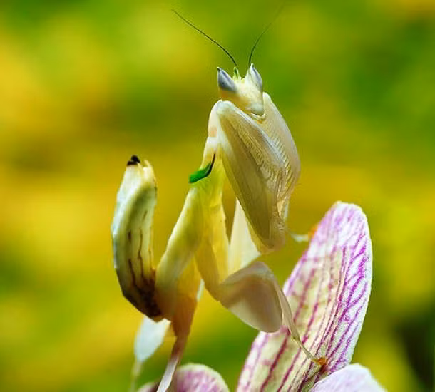 Bọ ngựa hoa, là những loài bọ ngựa có khả năng bắt chước hình thái của một bông hoa. Hành vi cũng chúng khác nhau nhưng thường có chung kiểu hình, leo lên một bông hoa, cố gắng hết sức có thể để mình giống hệt bông hoa đó và rình rập con mồi. Với tài ẩn thân tài tình, bọ ngựa hoa tiêu diệt được không ít con mồi một cách dễ dàng, không mất sức.