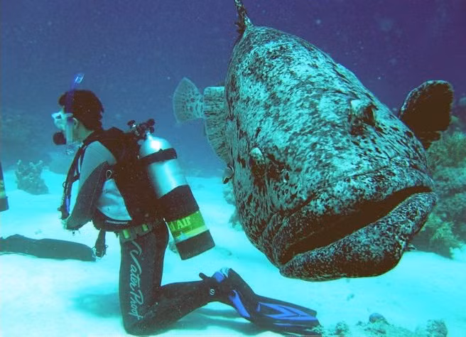 Cá mú không sở hữu hàm răng sắc nhọn, cái lưỡi lớn nhưng chúng có hàm răng nhỏ, sắc như kim. Mặc dù không cố ý nhưng chúng có thể giết chết bạn khi làm hỏng thiết bị lặn, vì vậy bạn cần cẩn trọng khi vui đùa, làm việc với loài cá này. (Nguồn Africa Geographic)