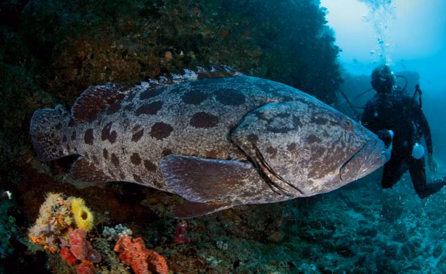 Tìm hiểu thêm về loài cá mú khổng lồ này, người ta biết thêm là chúng có tên khoa học là Epinephelus tukula, là loài cá bản địa Australia nhưng cũng được tìm thấy ở một số vùng biển khác. Có thể dài hàng mét và nặng hàng trăm kg. (Nguồn Africa Geographic)