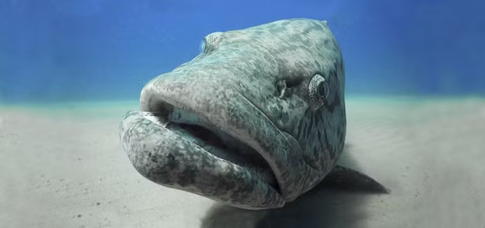 Tuy nhiên tình hình có thể thay đổi khi bạn đột ngột ngừng quan tâm đến cá mú khổng lồ. Chúng có thể phát khùng lên vì ghen tị và bắt đầu làm phiền bạn bằng cách cố gắng gặm nhấm thiết bị lặn trên cơ thể bạn. (Nguồn Africa Geographic)