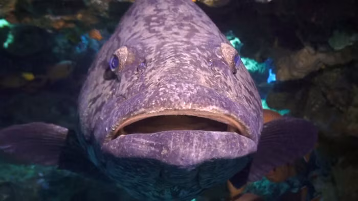 Loài cá to lớn này thường có chiều dài từ 1,5 đến 2m, kích thước khủng khiến chúng trở nên nổi bật, trở thành kẻ săn mồi lớn nhất ở khu vực những rạn san hô. (Nguồn Africa Geographic)