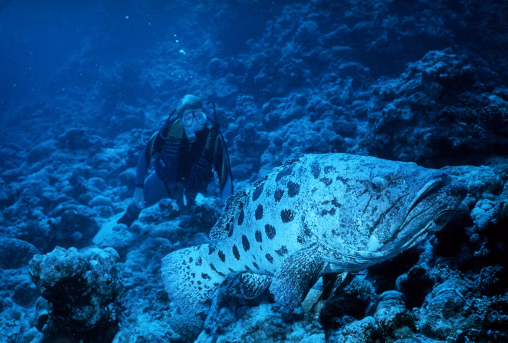 Chúng là những con cá rất tò mò, đặc biệt chúng có sự tò mò mãnh liệt với thợ lặn. (Nguồn Africa Geographic)