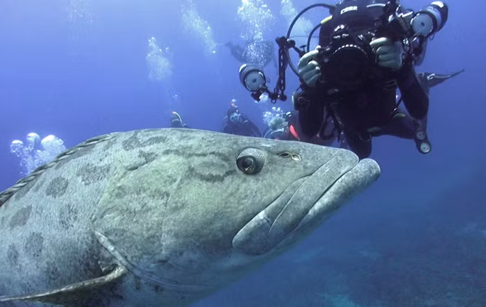 Nếu có cơ hội lặn ngụp ở vùng biển phía đông Nam Phi và Mozambique, bạn gần như chắc chắn sẽ được gặp gỡ thân mật với những con cá mú khổng lồ, một trong những loài cá ăn thịt siêu lớn. (Nguồn Africa Geographic)