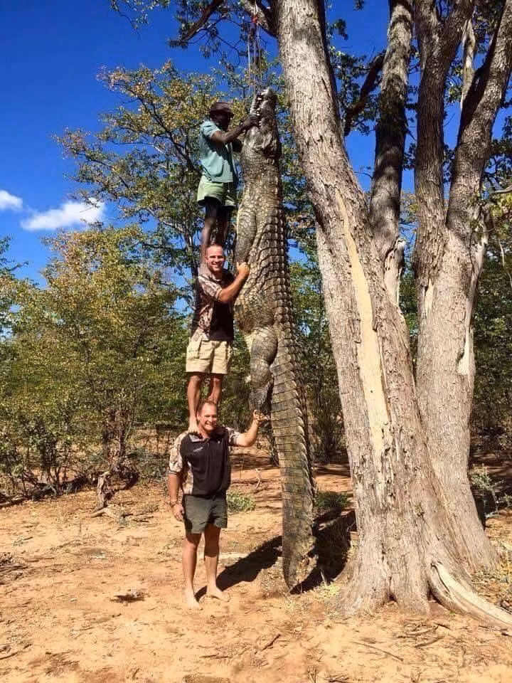 Bạn có bao giờ sẵn sàng gặp một con cá sấu dài tới gần chục mét như thế này? Chỉ một cái quất đuôi của con cá sấu khổng lồ này bạn có thể nằm xụi lơ và sau đó là nằm trong miệng của nó. (Nguồn Emgn)