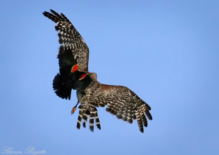 Đây cũng không phải trường hợp chim két cánh đỏ cưỡi diều hâu cá biệt, chim két cánh đỏ có "tiền sử" thích đi quá giang trên lưng của những con chim săn mồi cỡ lớn, nổi tiếng hung ác. (Nguồn Dailymail)