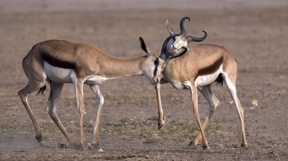 Những tưởng cuộc chiến sẽ ngày càng kịch tính, không ai ngờ chưa được bao lâu, cả hai con linh dương đực hiếu chiến đều nhận ra chỗ nào đó không đúng, chúng bị mắc kẹt với nhau. Nếu không đình chiến rất có thể cả hai sẽ phải làm mồi cho những con thú săn mồi lão luyện kinh nghiệm. Cân nhắc hơn thua, cuối cùng hai con linh dương đành tách nhau ra, chờ thời tái đấu. (Nguồn Sina)