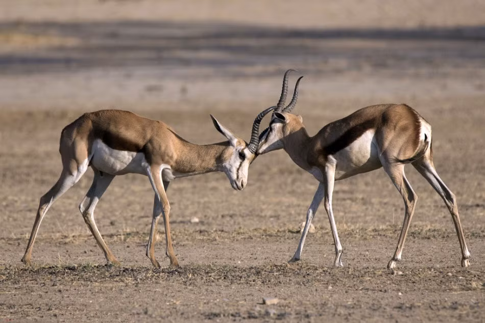 Trong vương quốc động vật, những vụ tranh chấp tình cảm giải quyết bằng bạo lực diễn ra khá thường xuyên, ở rất nhiều loài động vật, trong đó có cả những con linh dương bình thường vốn rất hiền lành. (Nguồn Sina)