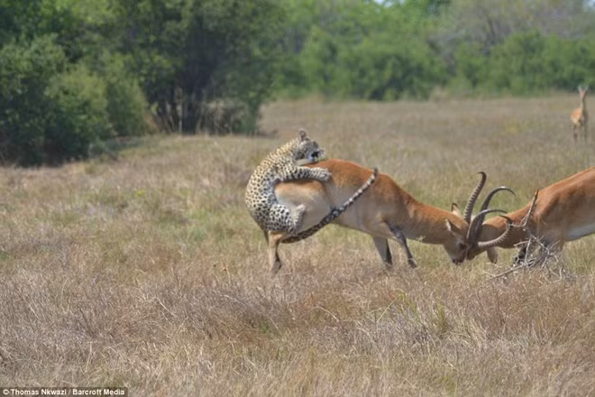 Thậm chí có những con linh dương khi bị mãnh thú săn giết vẫn cố gắng tranh đấu với tình địch của mình. (Nguồn Sina)