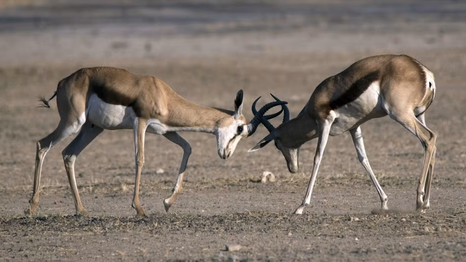 Mới đây, nhiếp ảnh gia Hannes Rossouw may mắn chụp được những hình ảnh thú vị khi hai con linh dương đực húc nhau điên cuồng để tranh giành con cái ở khu vực bảo tồn động vật hoang dã tại Springboks, Nam Phi. (Nguồn Sina)