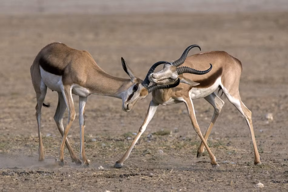 Chỉ vì muốn gây sự chú ý với con cái, thể hiện sức mạnh, tranh giành quyền giao phối, hai con linh dương đực lao vào nhau, không tiếc sức tung ra những cú húc có thể gây thương tổn lớn cho đối phương. (Nguồn Sina)