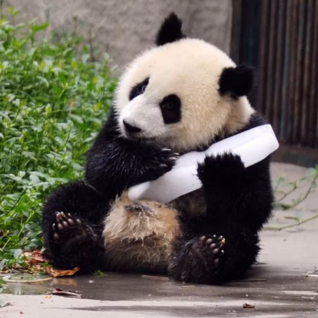 Những con gấu trúc con còn ôm cả tảng băng lên người để làm mát cơ thể. (Nguồn Sina)