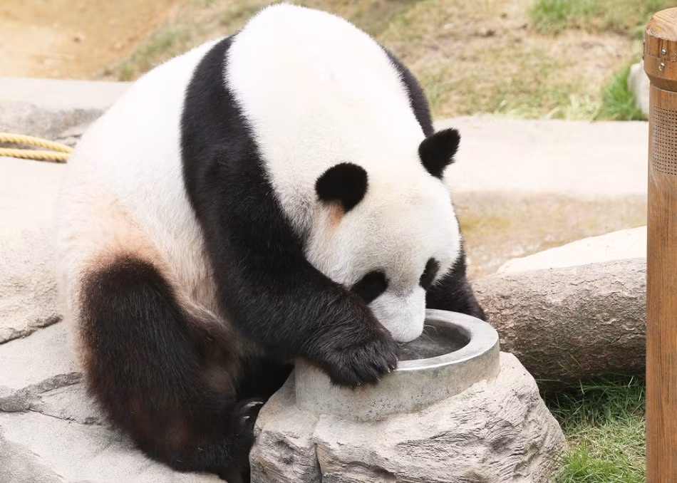 Ở một góc khác, một con gấu trúc đáng yêu liên tục uống nước giải khát, mong muốn xua tan sự ngột ngạt, oi bức. (Nguồn Sina)