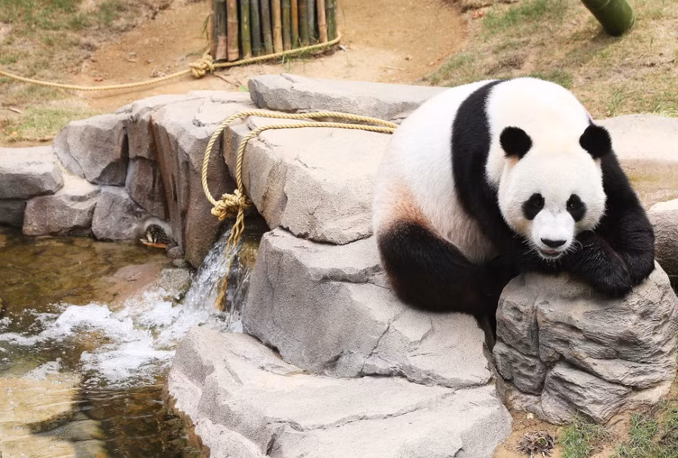 Những ngày nắng nóng, dễ dàng bắt gặp gấu trúc lăn lê ở những khu vực ẩm ướt, râm mát, gần nguồn nước trong sở thú. (Nguồn Sina)