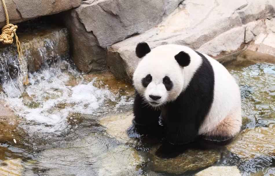 Có những con gấu trúc nghịch ngợm còn trèo hẳn xuống lòng hố nước nhân tạo, nhúng cả chân cả tay vào nước để làm mát cơ thể. (Nguồn Sina)