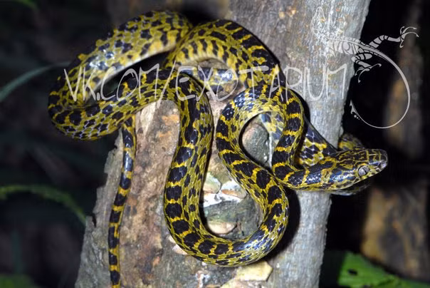 Dinodon meridionale săn mồi có chiến thuật, khi phát hiện ra con mồi, nó sẽ âm thầm áp sát mà không để phát ra bất cứ tiếng động nào. Trong quá trình di chuyển, con rắn tử thần săn đêm này khóa chặt con mồi trong mắt, một cử động dù là nhỏ nhất cũng không qua nổi mắt của Dinodon meridionale.