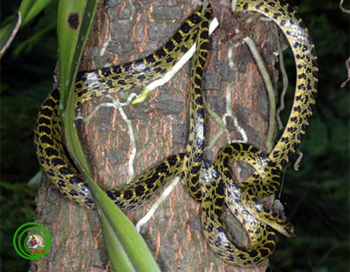 Khi màn đêm buông xuống, những con rắn Dinodon meridionale sẽ bò ra khỏi nơi trú ẩn, bắt đầu màn săn mồi chết chóc của mình. Được trời phú cho khả năng di chuyển không tiếng động cùng các giác quan phát triển vượt trội, loài rắn Dinodon meridionale trở thành nỗi ám ảnh kinh hoàng với những động vật chuyên ăn đêm.