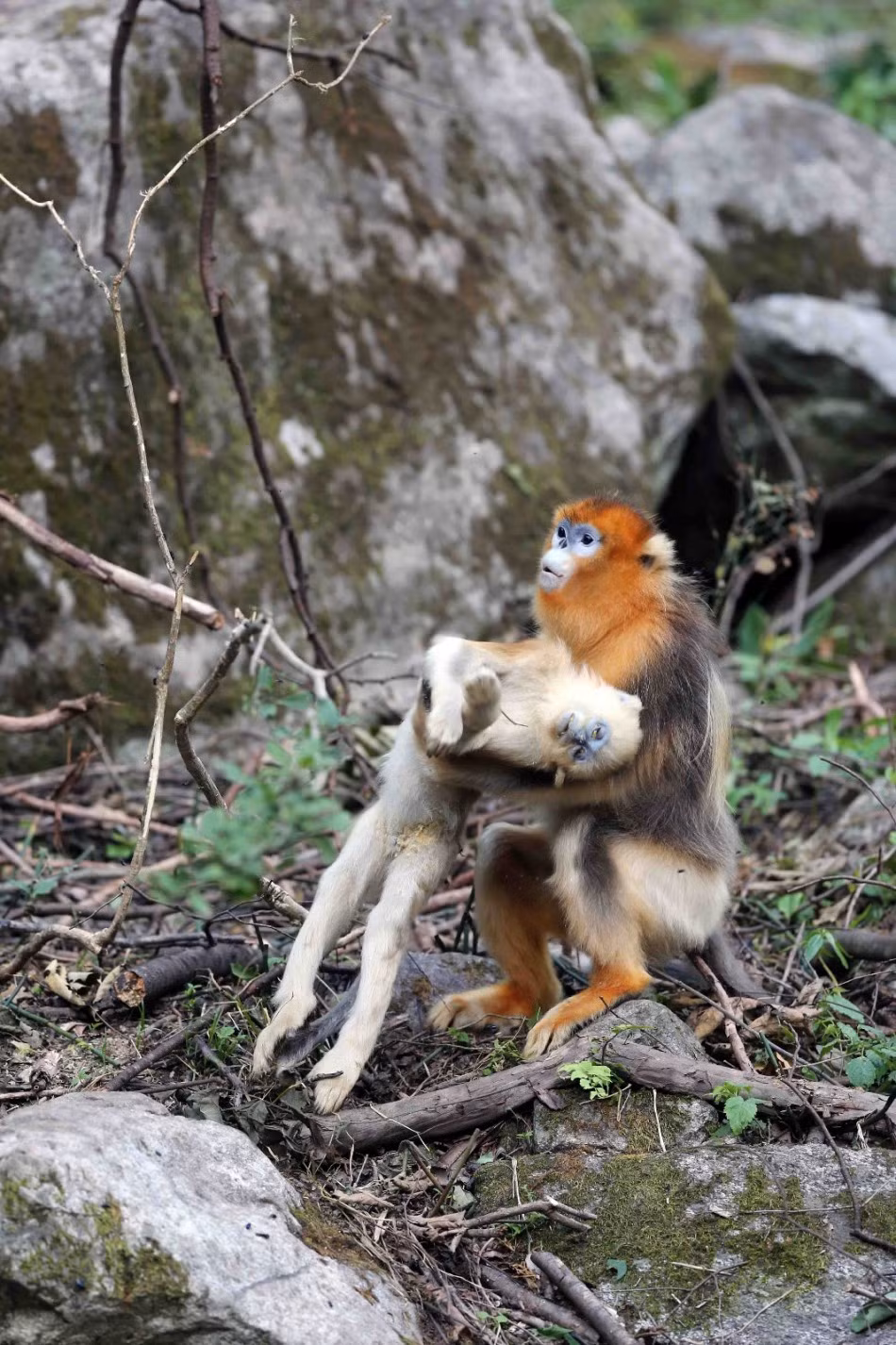 Mặc dù di chuyển, tìm kiếm thức ăn cực kỳ bất tiện nhưng con khỉ mẹ vẫn kiên quyết ôm chặt lấy xác con. (Nguồn Sina)
