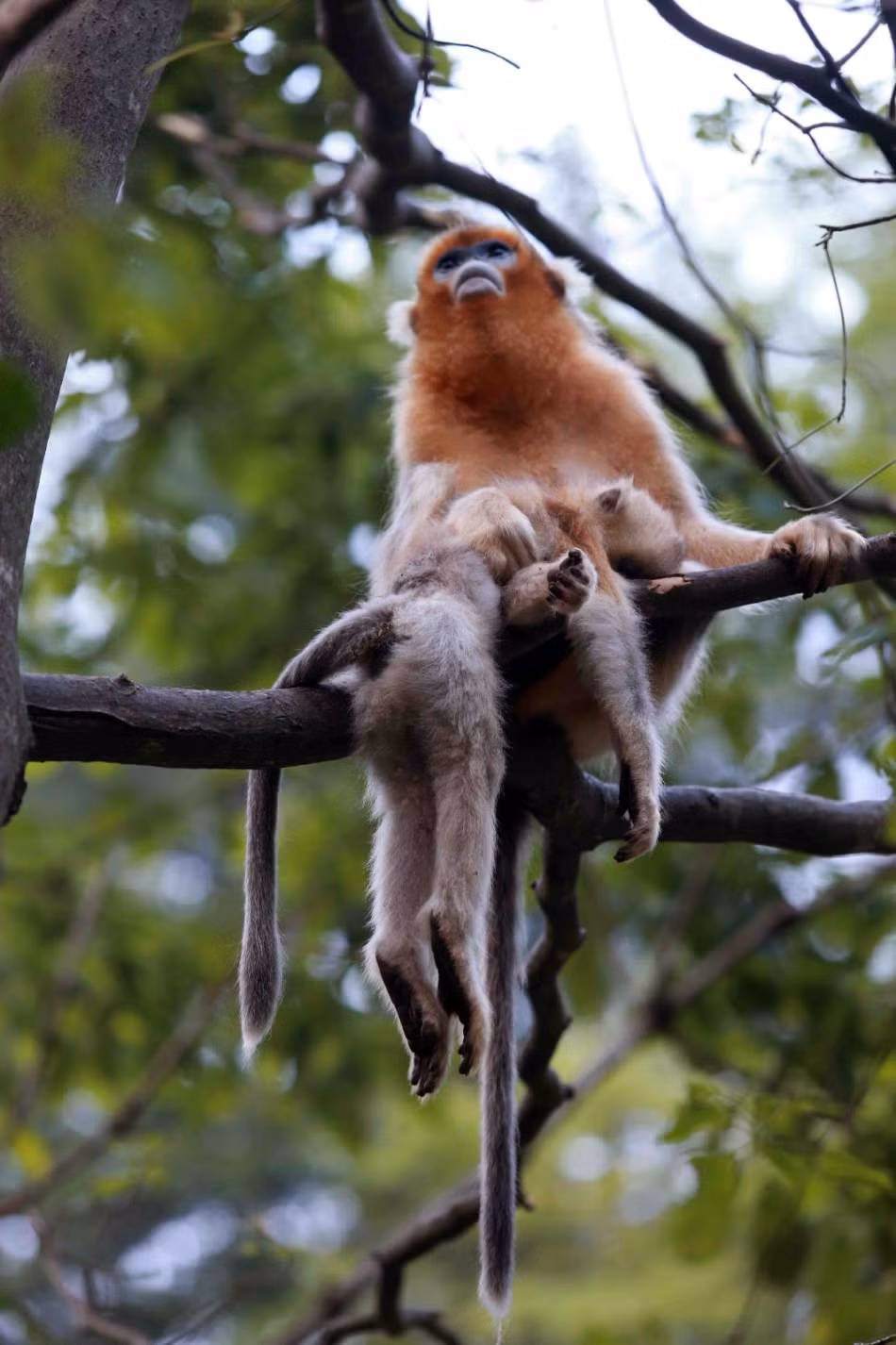 Khi trèo lên cây, con khỉ mẹ cũng mang theo xác con, ôm vào lòng. Hành động của nó hệt như những gì hai mẹ con vẫn từng làm khi chưa xảy ra bi kịch. (Nguồn Sina)