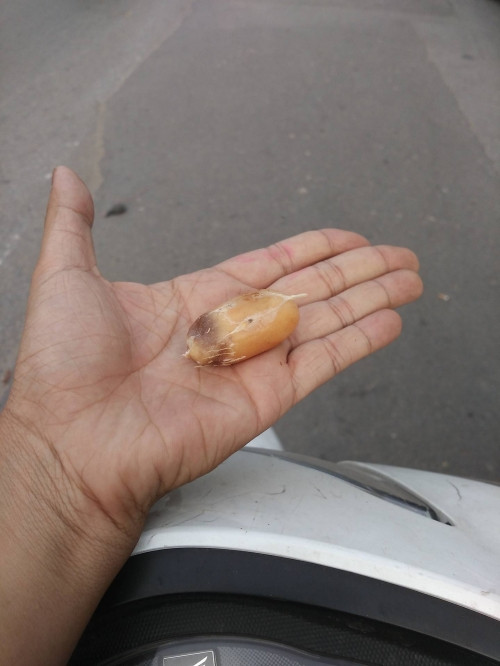 Quả mây Thái ăn có vị khá chua.