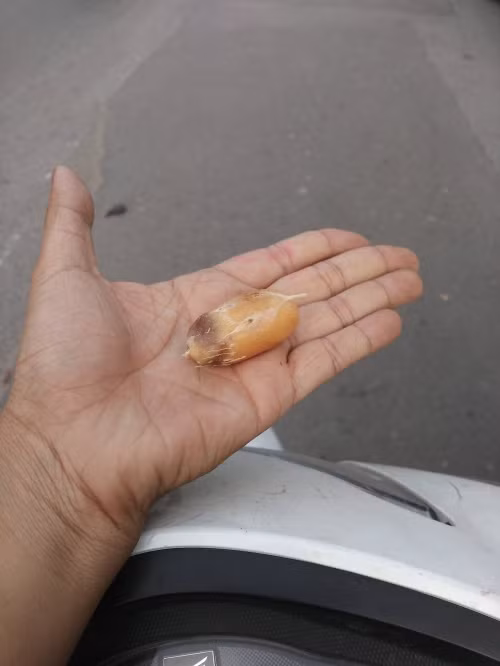 Quả mây Thái ăn có vị khá chua.