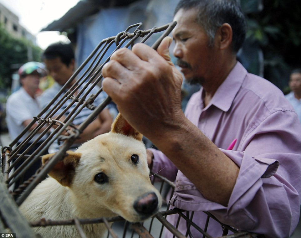 Lợi dụng niềm tin ăn thịt chó sẽ giải xui, mọi đen đủi sẽ bị đuổi bay, những thương lái ở Ngọc Lâm đã tuyên truyền rằng ăn thịt chó vào đúng dịp hạ chí hàng năm sẽ đem lại may mắn.(Nguồn Dailymail)