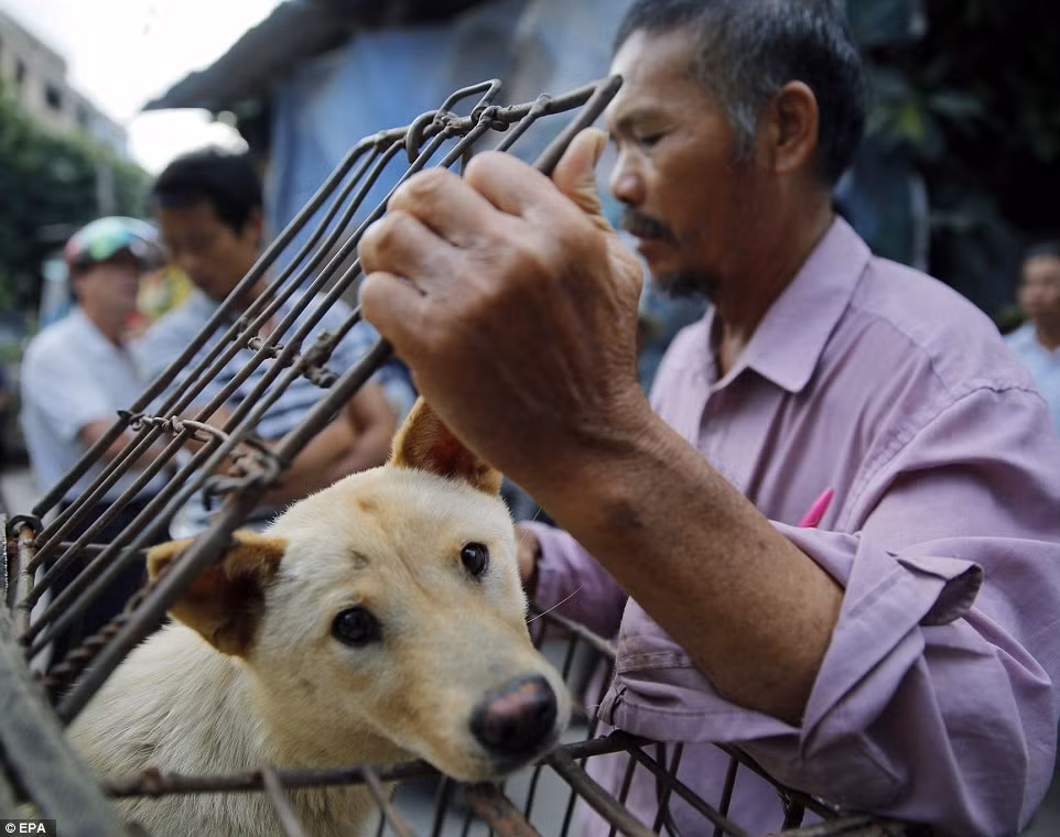 Lợi dụng niềm tin ăn thịt chó sẽ giải xui, mọi đen đủi sẽ bị đuổi bay, những thương lái ở Ngọc Lâm đã tuyên truyền rằng ăn thịt chó vào đúng dịp hạ chí hàng năm sẽ đem lại may mắn.(Nguồn Dailymail)