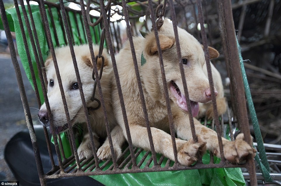 Bị nhốt trong những chiếc lồng sắt chật hẹp, bẩn thỉu, ánh mắt của những con chó này hoảng hốt, có lúc lại vô hồn. Nhìn những đồng loại của mình bị làm thịt công khai ngay trước mắt, những con chó này không khỏi run rẩy, sợ hãi.(Nguồn Dailymail)