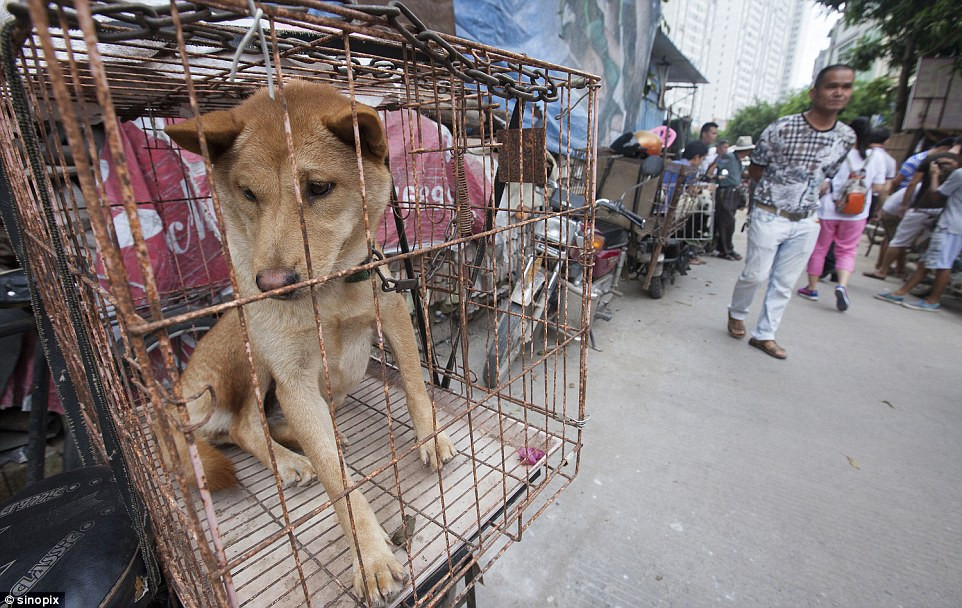 Mặc cho những lời kêu gọi và cảnh báo người dân, thương lái không nên giết hại, lạm sát loài chóđể làm thức ăn, người dân ở Ngọc Lâm nói riêng và người dân Trung Quốc nói chung vẫn không thể loại bỏ món thịt chó ra khỏi thực đơn của mình.(Nguồn Dailymail)